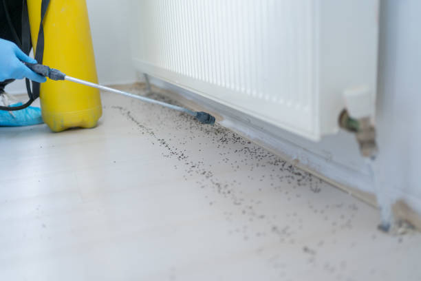 Best Termite Control Services  in Lubbock, TX